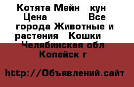 Котята Мейн - кун › Цена ­ 19 000 - Все города Животные и растения » Кошки   . Челябинская обл.,Копейск г.